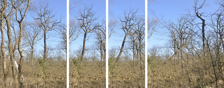 Baum Fällen nahe Elbenau